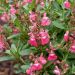 Sauge arbustive vivace ou Salvia greggii MIRAGE TM Pink