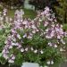 Sauge arbustive vivace ou Salvia greggii MIRAGE TM Soft Pink