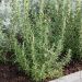 Plant de Romarin