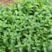 Plant de Menthe verte, Mentha spicata ou Mentha viridis