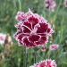 Oeillet nain des Alpes Mendlesham Minx ou Dianthus alpinus