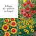 Collection de 9 gaillardes pour bouquets