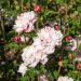 Althéa ou Hibiscus syriacus FRENCH CABARET ® Pastel ‘Mindoub1’