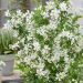 Exochorda racemosa ‘Blushing Pearl’ ou Arbre aux perles