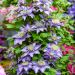 Clématite ou Clematis X Multiblue