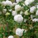 Boule de neige ou Viburnum opulus 'Roseum'
