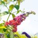 Arbre aux papillons ou Buddleia davidii Flower Power
