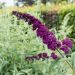 Arbre aux papillons, Buddleia ou Buddleja davidii Royal Red