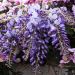 Glycine de Chine ou Wisteria sinensis
