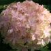 Hortensia ou Hydrangea macrophylla YOU & ME® Inspire