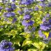 Caryopteris GOOD AS GOLD ® Novcargol