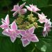 Hortensia ou Hydrangea macrophylla STAR GAZER® Kompeito