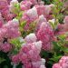 Hortensia paniculé ou Hydrangea paniculata VANILLE FRAISE® Renhy