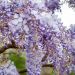 Glycine de Chine ou Wisteria sinensis