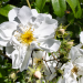 Seringat ou Philadelphus X 'Natchez'
