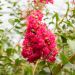 Lagerstroemia indica Petite Red ou Lilas des Indes