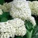 Hortensia de Virginie ou Hydrangea arborescens Annabelle