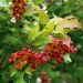 Viorne obier ou Viburnum opulus