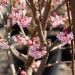Viorne d'hiver ou Viburnum bodnantense 'Dawn'