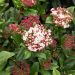 Laurier-tin ou Viburnum tinus 'Gwenllian'