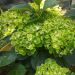 Hortensia ou Hydrangea macrophylla Green EVER BELLES® Hortmagreclo