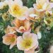 Potentille arbustive DOUBLE PUNCH ® Peach ‘Minjaro01’