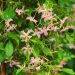 Jasmin étoilé ou Trachelospermum asiaticum PINK SHOWERS ®
