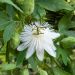 Passiflore, Fleur de la Passion ou Passiflora X RIVERSIDE ® SNOW QUEEN ®
