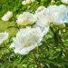 Pivoine lactiflora hybride Duchesse de Nemours