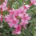 Laurier-rose ou Nerium oleander Minouche