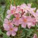 Laurier-rose ou Nerium oleander Tito Poggi