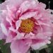 Pivoine arbustive ou Paeonia suffruticosa Yatsuka Jishi