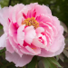 Pivoine arbustive ou Paeonia suffruticosa Shima Nishiki