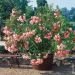 Laurier-rose ou Nerium oleander Provence