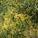 Mimosa des 4 saisons ou acacia retinodes