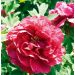 Pivoine Arbustive ou Paeonia suffruticosa Kao