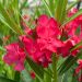 Laurier-rose ou Nerium oleander Jannoch