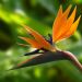 Strelitzia Reginea ou Oiseau de Paradis