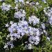 Plumbago ou dentelaire du Cap