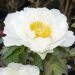 Pivoine arbustive ou Paeonia suffruticosa Renkaku