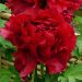 Pivoine arbustive ou Paeonia suffruticosa Shima Zubeni