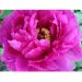 Pivoine arbustive ou Paeonia suffruticosa Shima Daijin