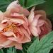 Pivoine hybride intersectionnel ou Paeonia X Itoh Callies Memory