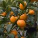 Kumquat ou Fortunella margarita