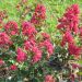 Lagerstroemia INDIYA CHARMS ® BRAISE D'ETE ® 'Indybra' ou lilas des Indes rouge