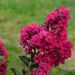 Lagerstroemia INDIYA CHARMS ® FUCHSIA D'ETE ® 'Indyfus' ou lilas des Indes rose fuchsia