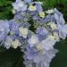 Hortensia ou Hydrangea macrophylla YOU & ME® Forever RIE 01 Bleu