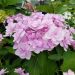 Hortensia ou Hydrangea macrophylla YOU & ME® Forever RIE 01