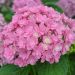 Hortensia ou Hydrangea macrophylla YOU & ME® Together Youmefive