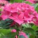 Hortensia ou Hydrangea macrophylla ROYAL RED® Hbarore